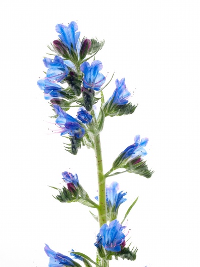 Echium vulgare (Gewöhnliche Natternkopf)