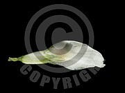 Trifolium repens (Weiß-Klee)