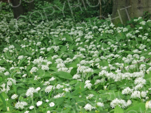 Allium ursinum (Bärlauch)