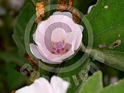 Althaea officinalis (Echte Eibisch)