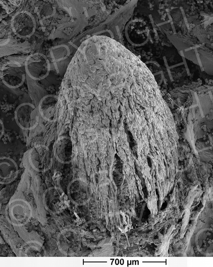 Gymnosporangium fuscum (Birnengitterrost)