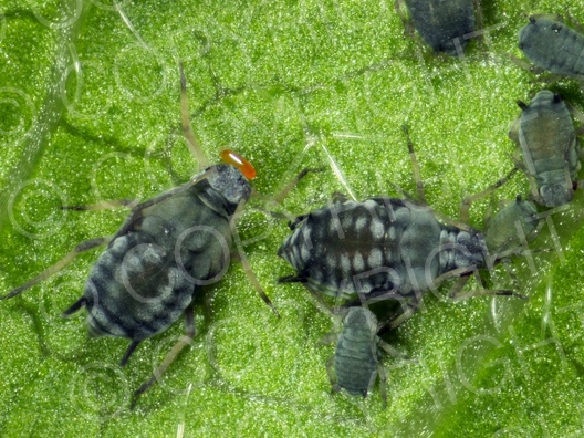 Aphis fabae (Schwarze Bohnenlaus)