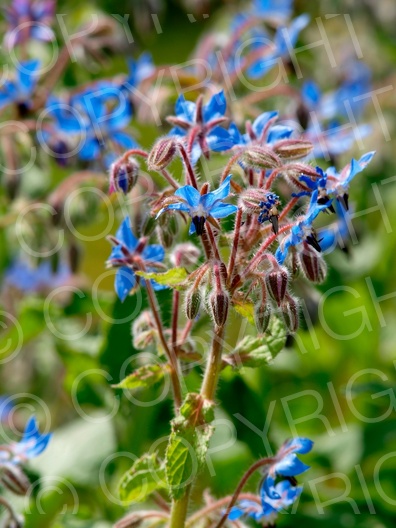 Borago officinalis (Borretsch)