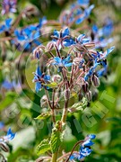 Borago officinalis (Borretsch)