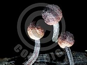 Claviceps purpurea (Mutterkornpilz)