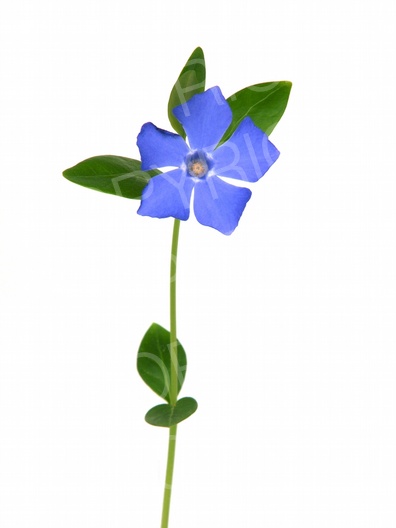 Vinca minor (Kleine Immergrün)