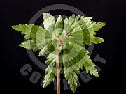 Anemone ranunculoides (Gelbe Windröschen)