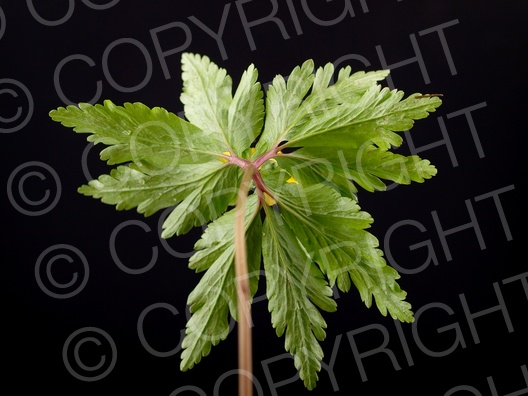 Anemone ranunculoides (Gelbe Windröschen) Anemone ranunculoides (Gelbe Windröschen)