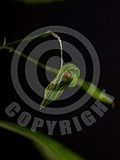 Impatiens parviflora (Kleine Springkraut)
