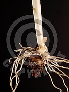 Arum maculatum (Gefleckter Aronstab)
