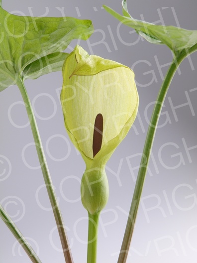Arum maculatum (Gefleckter Aronstab)