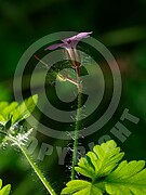 Geranium robertianum (Ruprechtskraut)