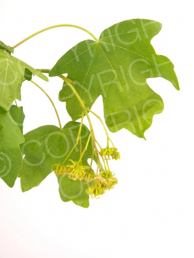 Acer campestre (Feld Ahorn)