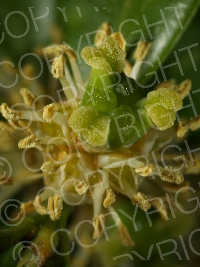 Buxus sempervirens (Gewöhnliche Buchsbaum)