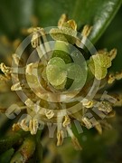 Buxus sempervirens (Gewöhnliche Buchsbaum)