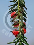 Taxus baccata (Gemeine Eibe)