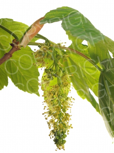 Acer pseudoplatanus (Berg Ahorn)