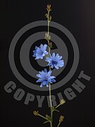 Cichorium intybus (Gewöhnliche Wegwarte)
