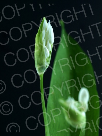Allium ursinum (Bärlauch)