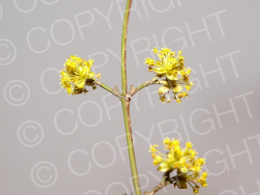 Cornus mas (Kornelkirsche)