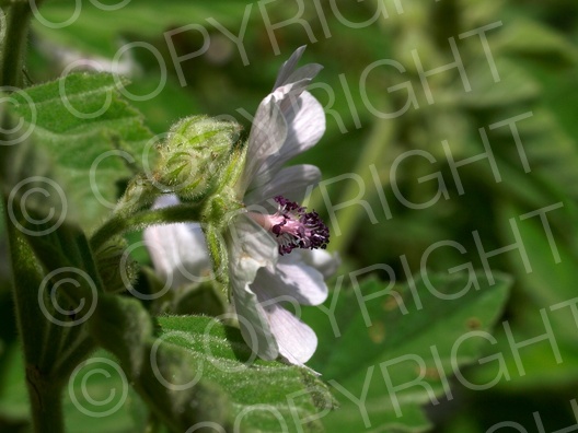 Althaea officinalis (Echte Eibisch)