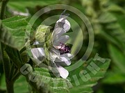 Althaea officinalis (Echte Eibisch)