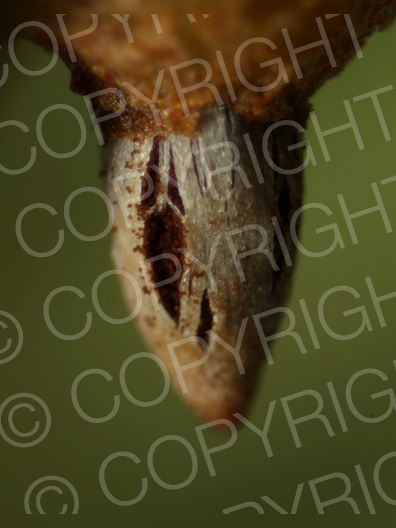 Gymnosporangium fuscum (Birnengitterrost) Gymnosporangium fuscum (Birnengitterrost)