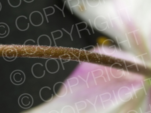 Anemone nemorosa (Buschwindröschen)
