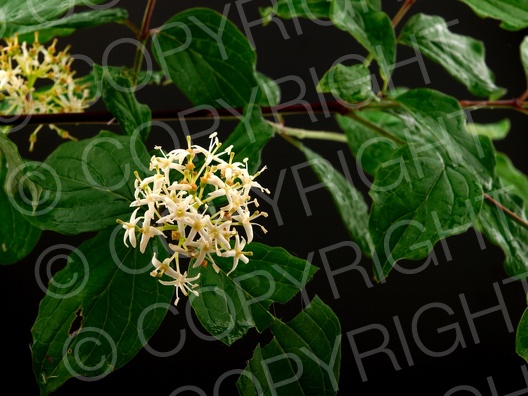 Cornus sanguinea (Rote Hartriegel)