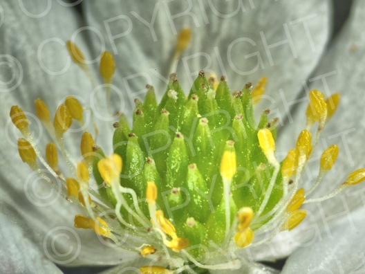 Anemone nemorosa (Buschwindröschen)