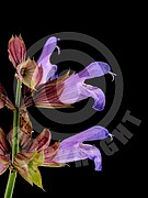 Salvia officinalis (Echte Salbei)