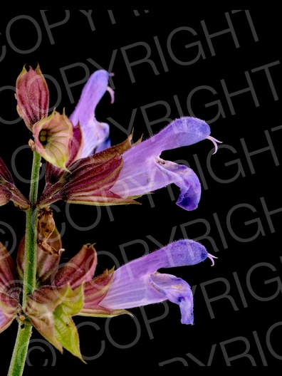 Salvia officinalis (Echte Salbei)