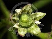 Hedera helix (Gemeiner Efeu)