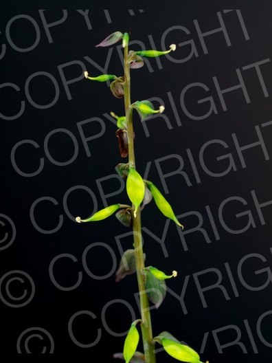 Corydalis cava (Hohle Lerchensporn)