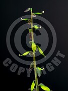 Corydalis cava (Hohle Lerchensporn)