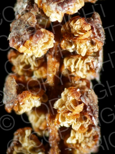 Alnus glutinosa (Schwarz-Erle) Alnus glutinosa (Schwarz-Erle)