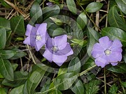 Vinca minor (Kleine Immergrün)