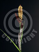 Carex flacca (Blaugrüne Segge) 