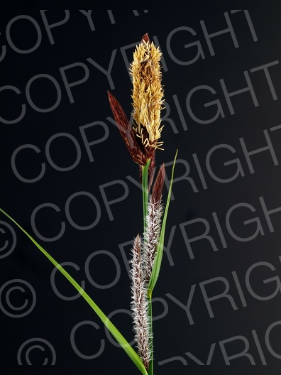 Carex flacca (Blaugrüne Segge) 