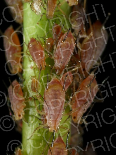 Acyrthosiphon pisum (Erbsenlaus)