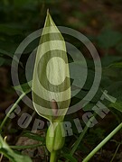 Arum maculatum (Gefleckter Aronstab)