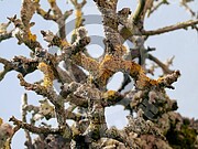 Xanthoria parietina (Gewöhnliche Gelbflechte)