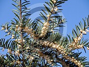 Taxus baccata (Gemeine Eibe)