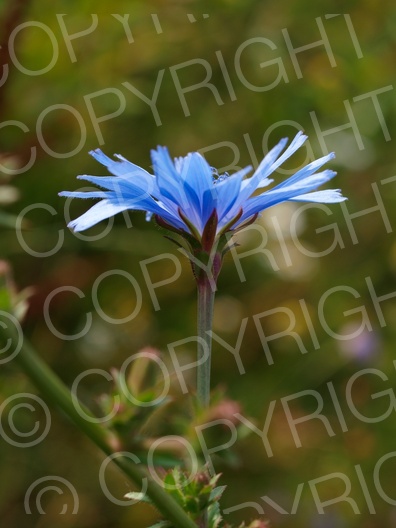 Cichorium intybus (Gewöhnliche Wegwarte)