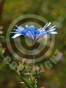 Cichorium intybus (Gewöhnliche Wegwarte)