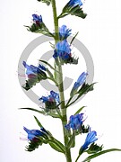 Echium vulgare (Gewöhnliche Natternkopf)