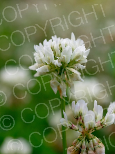 Trifolium repens (Weiß-Klee)