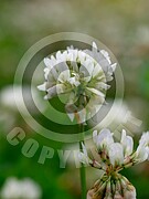 Trifolium repens (Weiß-Klee)