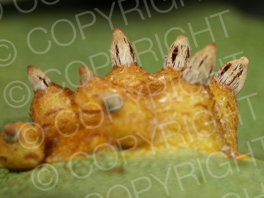Gymnosporangium fuscum (Birnengitterrost)