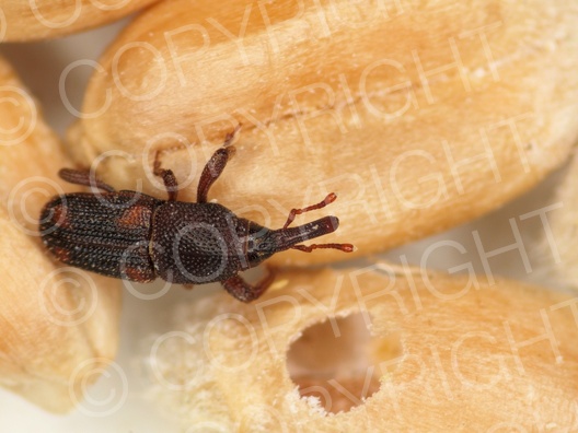 Sitophilus oryzae (Reiskäfer)